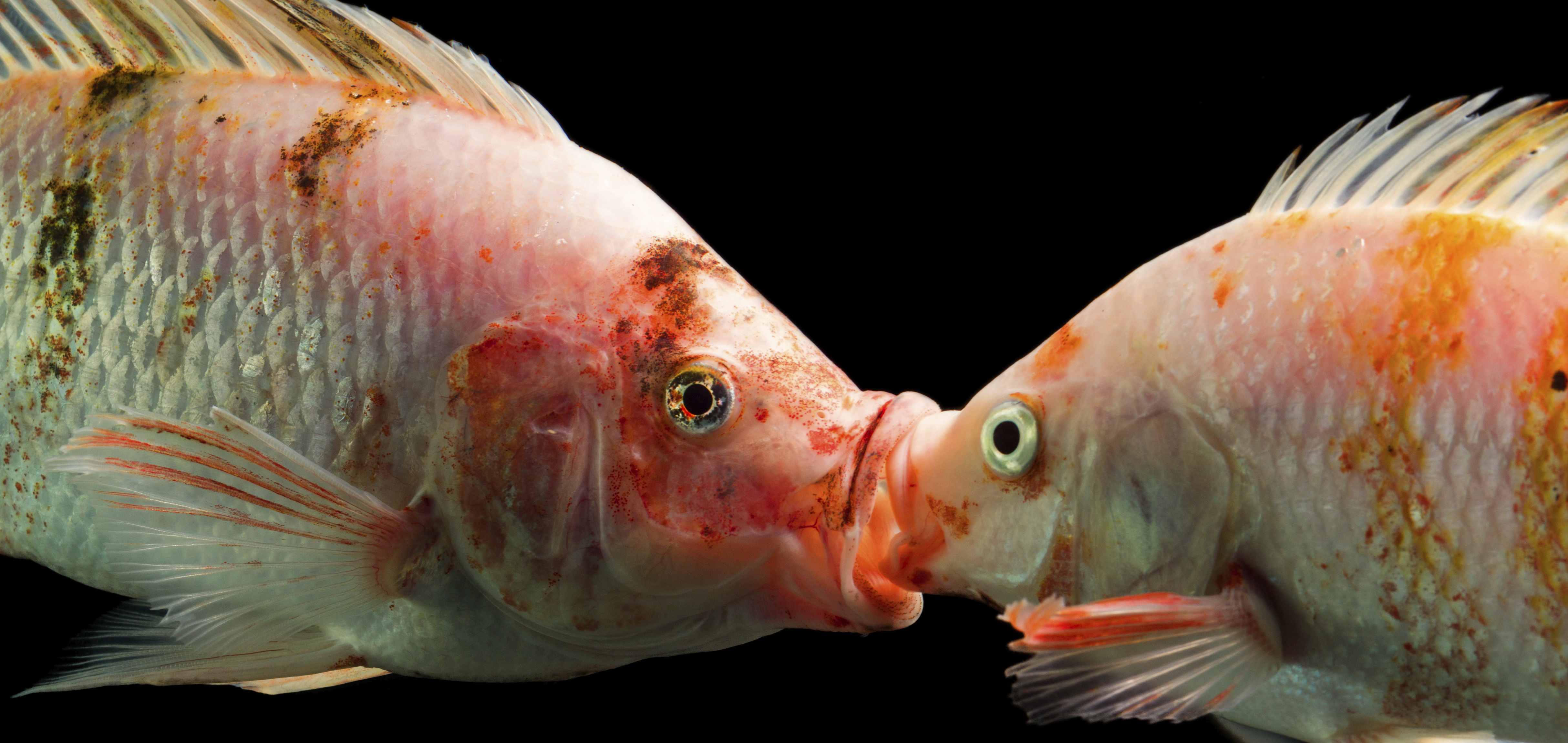 Aquaponics Fish Aquaponics USA